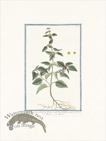 Bonelli 043 False mallow